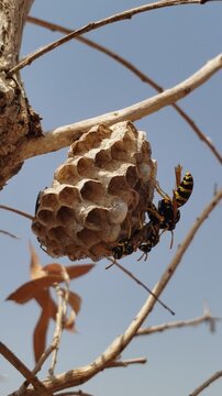 Detailed macro of paper wasps building and guarding their hexagonal nest outdoors.
pine cones in the snow