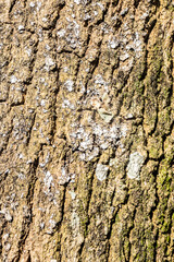 Obraz premium Close-up of a rugged tree bark texture on a mature trunk in Brazil, showcasing natural brown and orange tones with deep cracks and organic patterns, ideal for rustic design backgrounds.