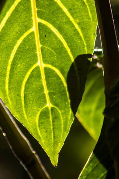 Close-up of a green Sanchezia oblonga leaf illuminated by natural sunlight, highlighting the intricate abstract vein structure and textured patterns. 