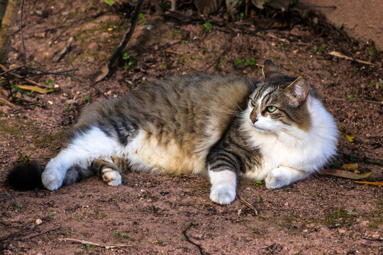 A large, fluffy domestic tabby cat with striking green eyes and white patches rests comfortably on the dirt ground outdoors in Brazil, looking aside curiously.