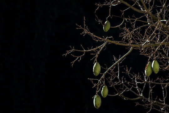 Green kapok fruit pods hanging on bare branches of a ceiba pentandra tree against dark natural forest background. Beautiful close up shot of silk cotton tree seed pods or kapok fruit 