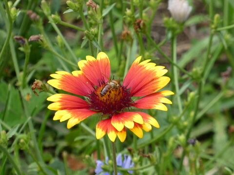 Red and Yellow Blanket Flower in Bloom with bee pollinating 