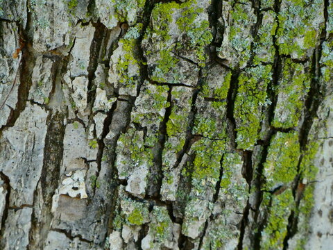 tree bark texture
