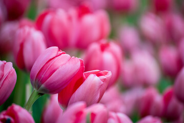 Fototapeta premium Pink tulip flower blossom botanical garden beautiful petal floral green park. Pink blooming amazing landscape spring gardening. . Colourful tulips sunny blossom bloom plant flower field