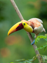 Yellow-throated Toucan A famous wild leucistic Yellow-throated Toucan (Ramphastos ambiguus), nicknamed "Tuky," lives in the Caribbean lowlands of Costa Rica around Guapiles © Rodolfo González