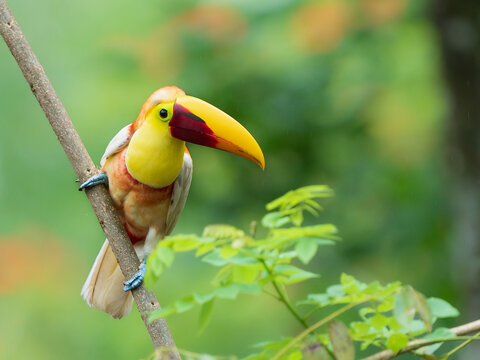 Yellow-throated Toucan
A famous wild leucistic Yellow-throated Toucan (Ramphastos ambiguus), nicknamed "Tuky," lives in the Caribbean lowlands of Costa Rica around Guapiles