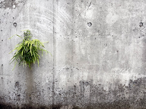 コンクリートの壁と緑の植物が配置されたテクスチャ背景