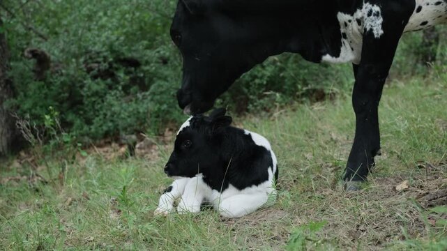 Mother cow gently tending to her newborn black and white calf in a pasture