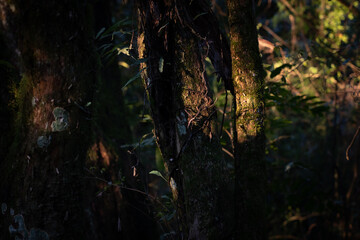 Obraz premium Sunlight filtering throught atlantic forest canopy at sunset