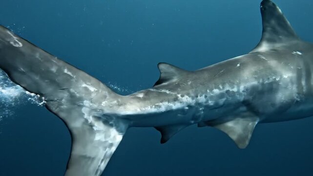 A large shark swimming through the deep blue ocean water.