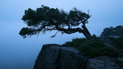 Fototapeta premium Wind-Bent Juniper Tree on Cliff Edge at Blue Hour with Fog