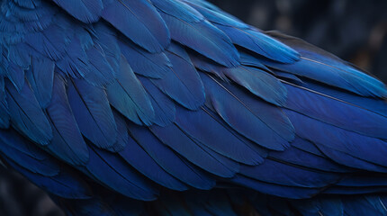 Obraz premium Macro close up of vibrant blue bird feathers with intricate natural wavy pattern texture.