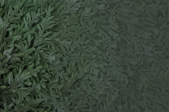Dense evergreen needle canopy background in deep evergreen with right