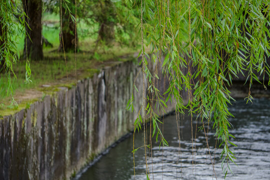  水辺の石垣と垂れ下がる柳の枝葉の風景