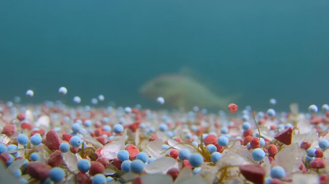 Colorful microplastics on the seabed with fish swimming in background. 4K Video