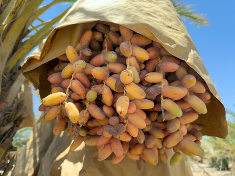 Date Palm trees with large bunches of juicy dates wrapped for protection and ripening in the hotel desert sun.