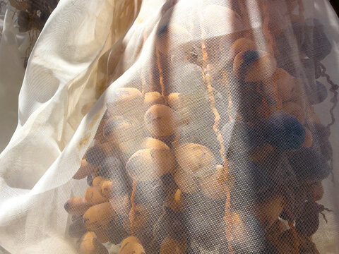 Date Palm trees with large bunches of juicy dates wrapped for protection and ripening in the hotel desert sun.