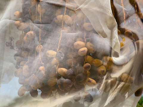 Date Palm trees with large bunches of juicy dates wrapped for protection and ripening in the hotel desert sun.