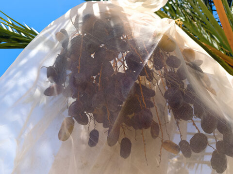 Date Palm trees with large bunches of juicy dates wrapped for protection and ripening in the hotel desert sun.