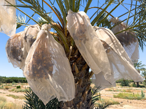Date Palm trees with large bunches of juicy dates wrapped for protection and ripening in the hotel desert sun.