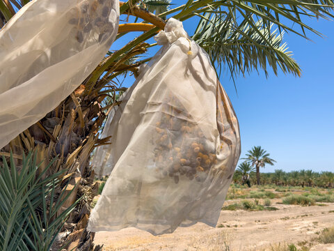 Date Palm trees with large bunches of juicy dates wrapped for protection and ripening in the hotel desert sun.