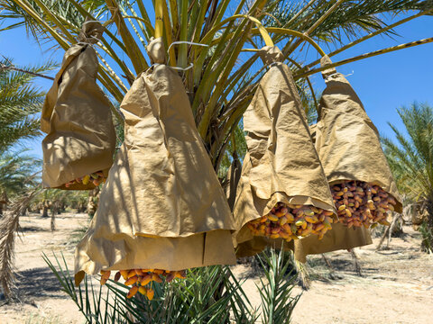 Date Palm trees with large bunches of juicy dates wrapped for protection and ripening in the hotel desert sun.