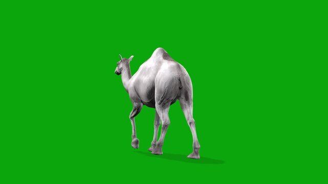 4k Albino camel walk cycle loop back view animation on isolated Green Screen Animal, 3D realistic white kohi camel walk rendering on the chroma key