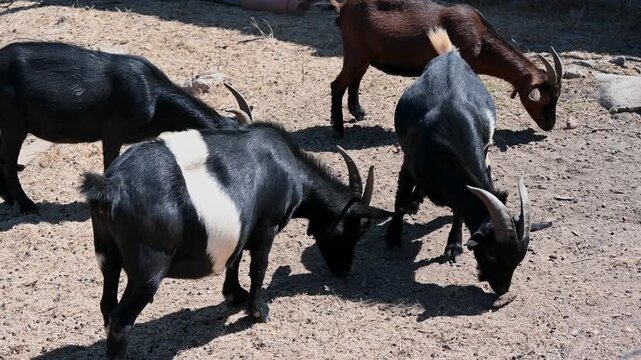 Two goats headbutting and locking horns in a rural farmyard