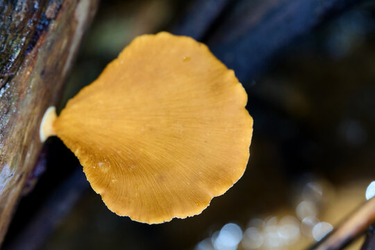 Bracket Fungus Growing on a Wooden Log