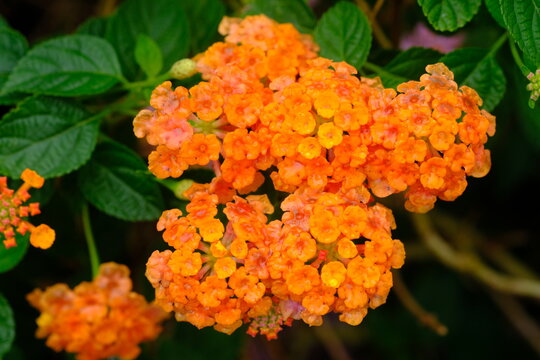Saliara is a type of flowering plant in the Verbenaceae family that originates from the tropical regions of Central and South America. Lantana camara.