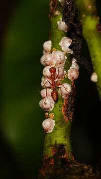Macro photograph of a red weaver ant tending a colony of mealybugs on a green plant stem &mdash; a classic mutualistic ant-mealybug relationship. Useful for agriculture, pest control, entomology, and plant 