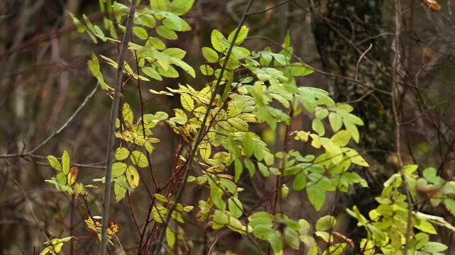 Isolated yellow-green leaves blowing in the wind on an out of focus brown autumn background