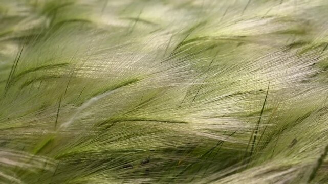 Close-up of wild barley grass tuffs blowing in a summer wind