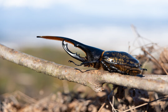 Side view of a male Hercules beetle (Dynastes hercules) perched on a branch outdoors in a natural mountain environment. Wildlife photography and nature concepts.