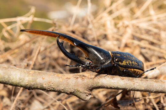 Extreme close-up side profile of a male Hercules beetle perched on a textured branch, surrounded by dry twigs and natural woodland background. Macro nature and entomology.