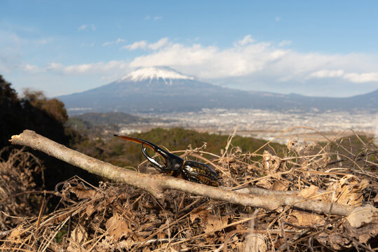 A male Hercules beetle on a branch during a bright, sunny day, with the iconic Mount Fuji and clear Japanese landscape in the background. Wildlife and nature.