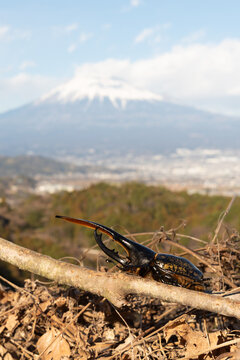 Vertical shot of a male Hercules beetle on a branch during a sunny day, with iconic Mount Fuji and Japanese landscape in the background. Wildlife and nature.