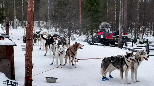 Team of husky sled dogs harnessed and waiting before a sledding tour in a snowy forest.