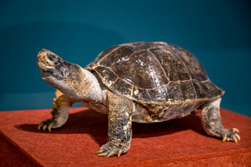 Obraz premium Temple turtle specimen on display in the museum