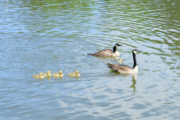 Canada geese swimming with goslings on a calm lake, creating a peaceful wildlife scene surrounded by reflective water. © Bryan S
