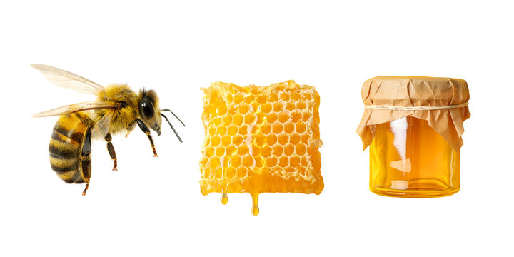 Set. Honey bee gathers nectar next to honeycomb and jar filled with honey, PNG