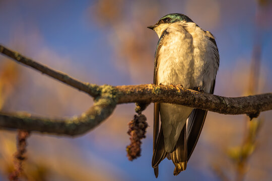 Tree Swallow (Tachycineta bicolor) perched on a branch at sunrise in Bayfront Park, Hamilton, Ontario.
