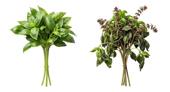 Fresh Basil Leaves And Wilted Basil Stems.