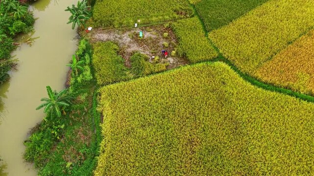 Cinematic aerial: Mid-altitude view of rice cutting and threshing in autumn rural fields