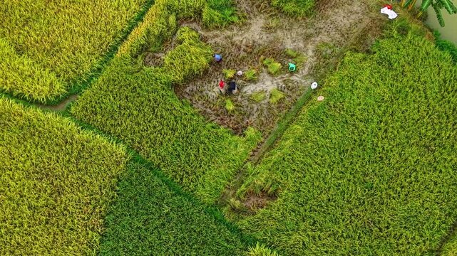Cinematic aerial: Rice harvest scene with farmers threshing in autumn paddy field