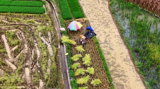 Cinematic aerial: Farmers operating pedal threshers for rice grain separation in autumn fields