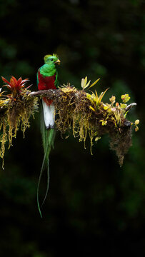 Resplendent quetzal
A vibrant quetzal bird perches on a mossy tree branch
