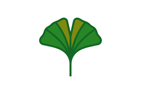 Single green ginkgo biloba leaf illustration on white.