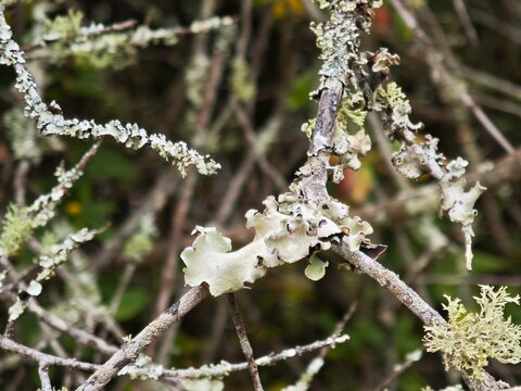 Parmotrema and Ramalina lichen species growing naturally on forest tree branches