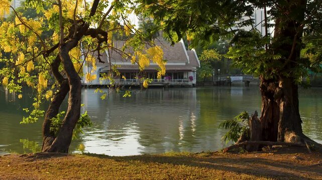 Golden Shower Tree and Lake View at Lumpini Park Bangkok